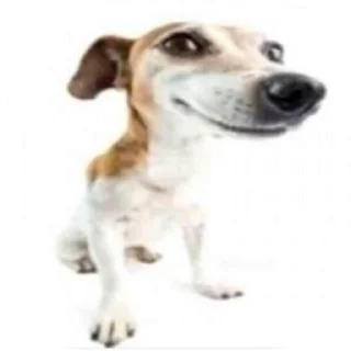 🐕‍🦺