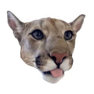 😺