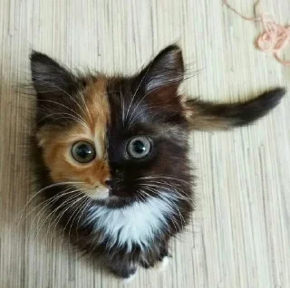 🐈