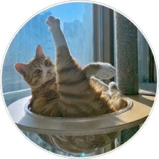 🐈
