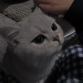 💗
