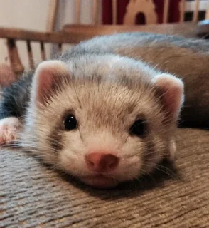🤩