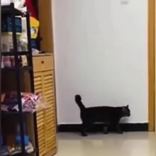 🐈