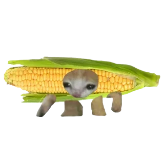 дураки