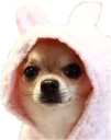 🐰