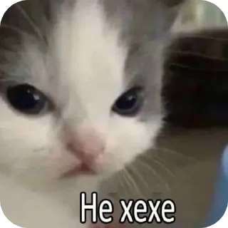 🐱