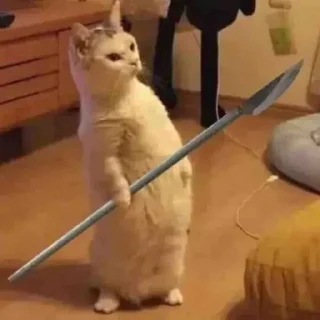 🐈