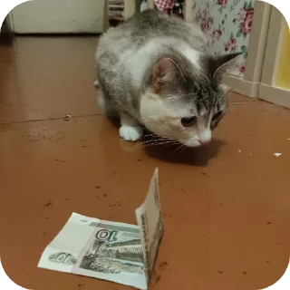 🐱