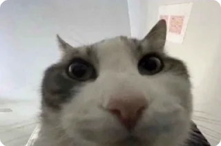 🐱