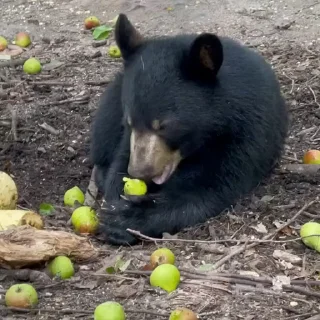 🤩