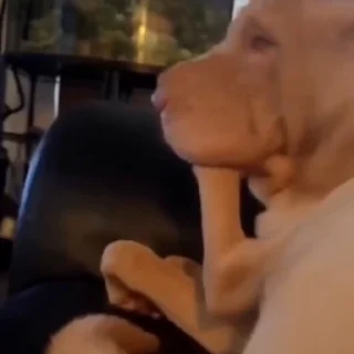 🐩