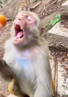 🤩