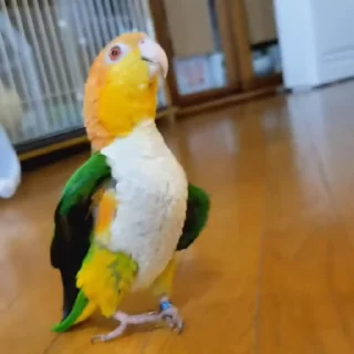🤩