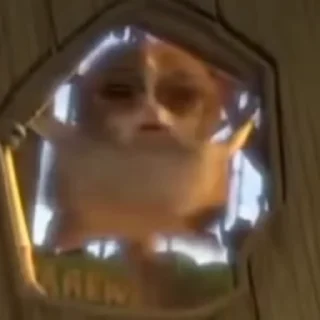 🌟