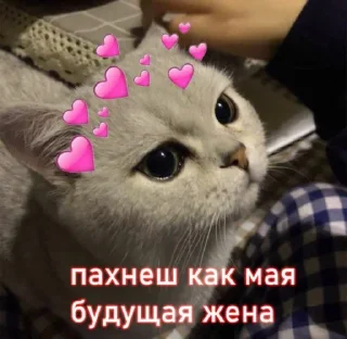 😻