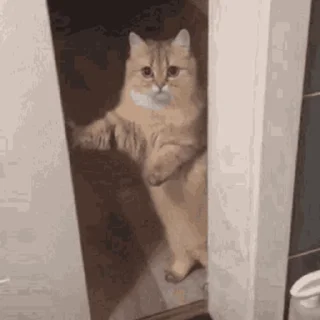 🐱