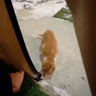 🐈