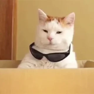 🐈
