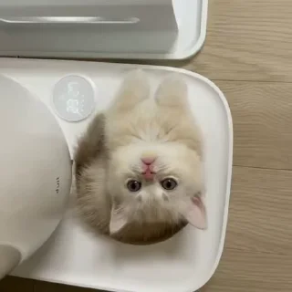 🐈‍⬛️