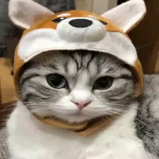 🐈