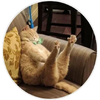 🐈