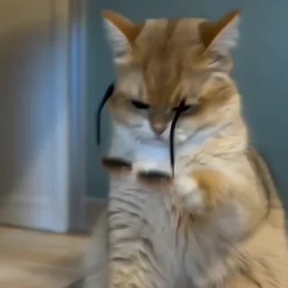 😎