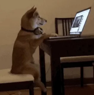 🧑‍💻