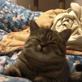 🐈