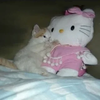 🐈