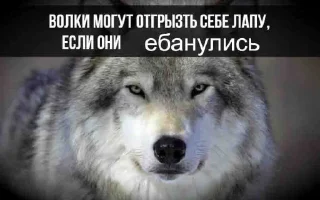🐺