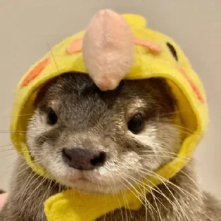 otter by @stickerhut