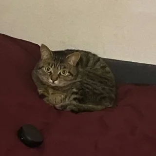 🥺