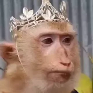🐵