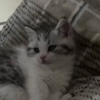 🐈‍⬛️