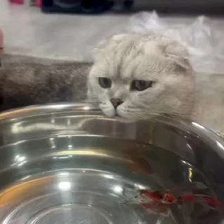 🐱