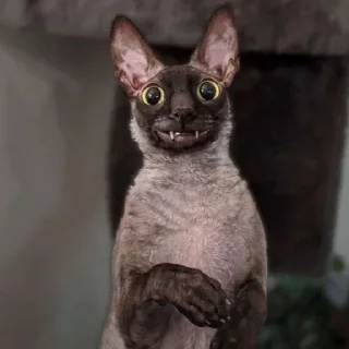 🦇
