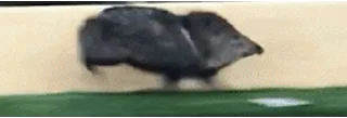 🐖