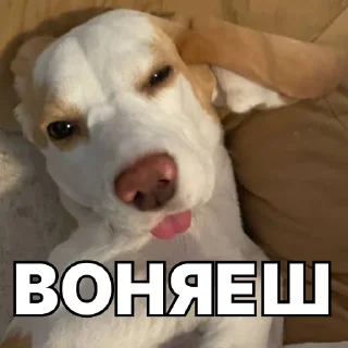 🐷