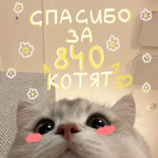 🐱