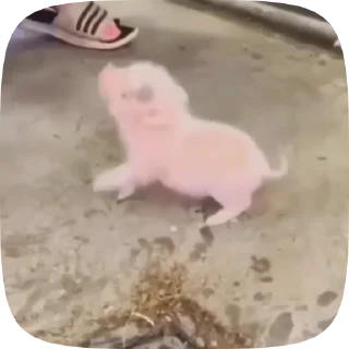 🐖