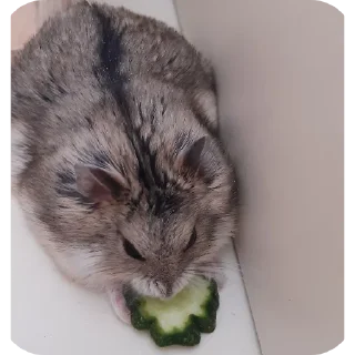 Уход за хомячками https://t.me/+1BDzlkePyXI0MWUy