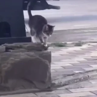 🐈