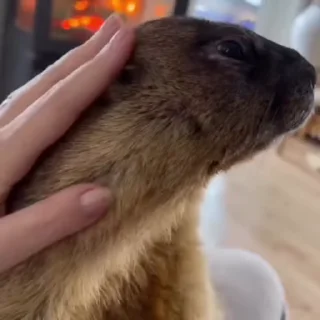 🦫