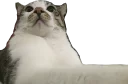 🐱