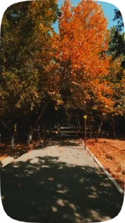 🍁