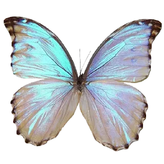 🦋