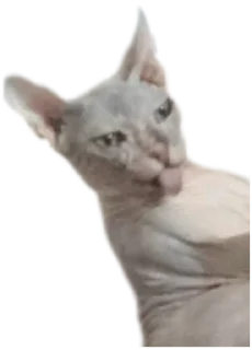 🗿