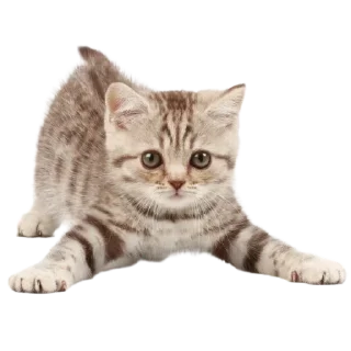 🐱