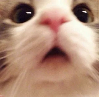 🐱