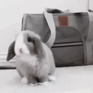 🐇